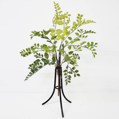 Изображение товара Садовый куст Конэко-О зелено-желтый 60 см для сада и ландшафта