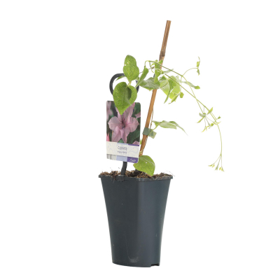 Изображение товара Клематис Orangery 11/40 Венгрия