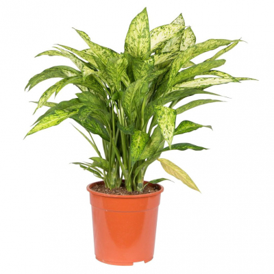 Изображение товара Диффенбахия Orangery dieffenb vesuvius 19/65 - эффектное комнатное растение высокого роста
