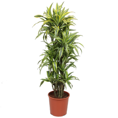 Изображение товара Драцена Orangery drac.fr.lemon lime 27/110 vert