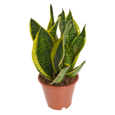 Изображение товара Сансеверия Orangery Futura superba 14/45 - цветущее комнатное растение