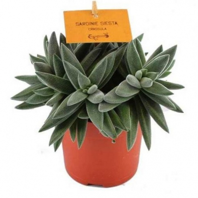 Изображение товара Крассула Orangery crassula kraaiepootje 10/15