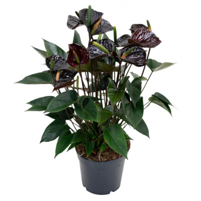 Изображение товара Антуриум Orangery anth. Black love 12/35