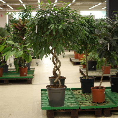Изображение товара Фикус ficus binn.amstel king 31/140 spir Изображение товара Фикус ficus binn.amstel king 31/140 spir