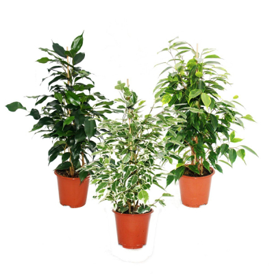 Изображение товара Фикус Оринджери Ficus benjamina Лиственные растения