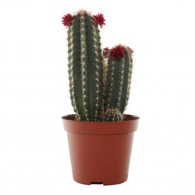 Изображение товара Кактус Orangery cactus mix 8.5/15 deco Изображение товара Кактус Orangery cactus mix 8.5/15 deco