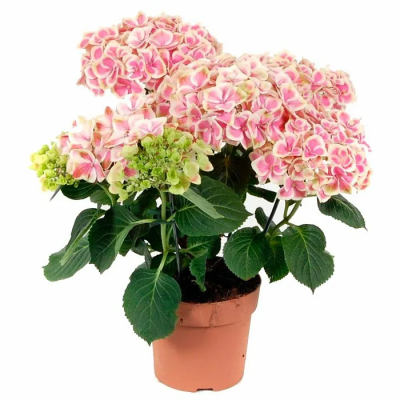 Изображение товара Гортензия Orangery hydrangea