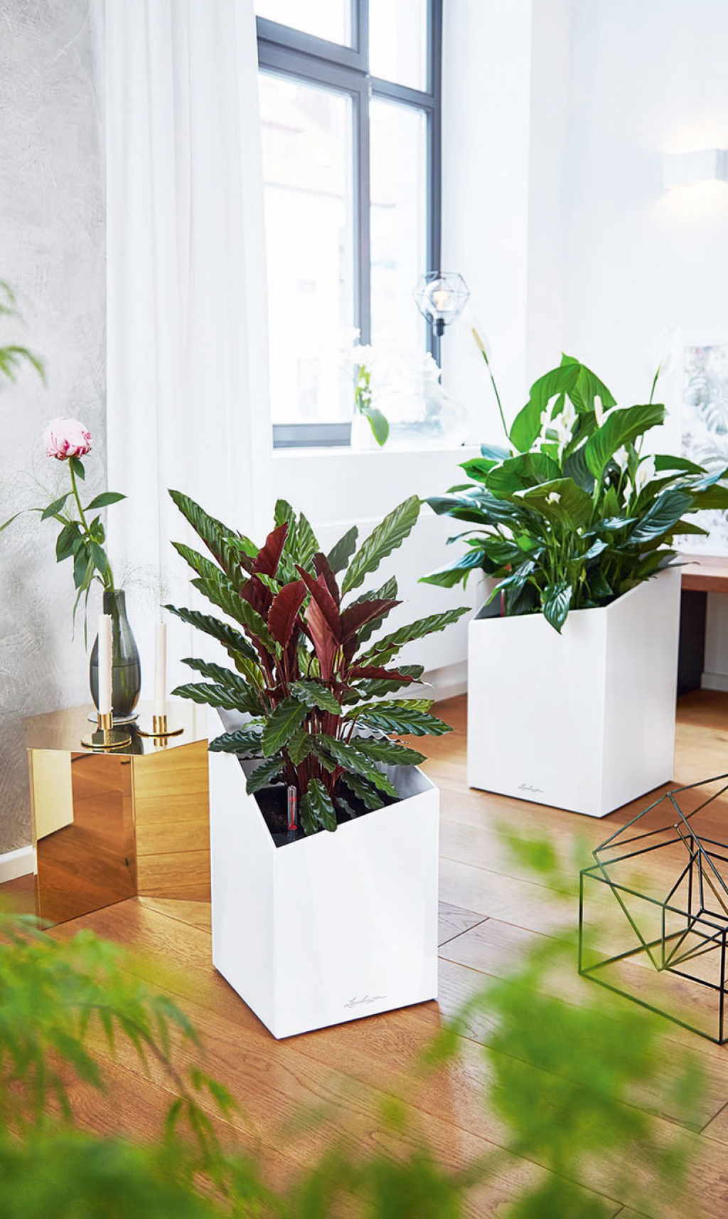 Кашпо Lechuza с системой автополива!