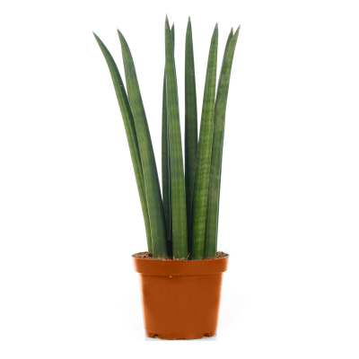 Изображение товара Сансеверия Orangery sansev. Straight 14/45 - теневыносливое комнатное растение