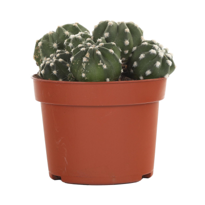 Изображение товара Кактус Orangery cactus mix 11/20 - цветущее растение в горшке 11 см