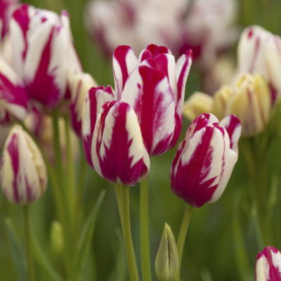 Изображение товара Луковицы Lefeber Тюльпан Flaming Club 10 шт