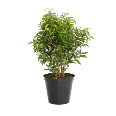 Изображение товара Фикус Orangery ficus benj.natasja 12/35 - комнатное растение