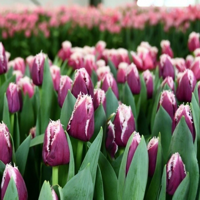 Изображение товара Луковицы Lefeber Тюльпан san martin 10шт