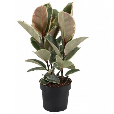 Изображение товара Фикус Orangery ficus elast. Tineke 12/35