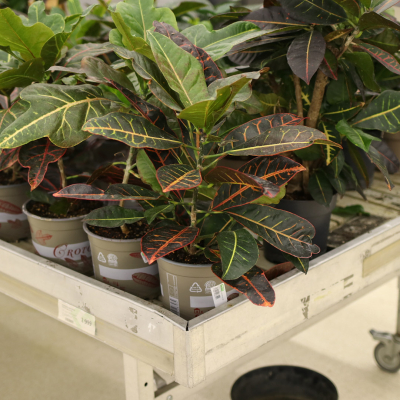 Изображение товара Кодиеум codiaeum var. Petra 17/50