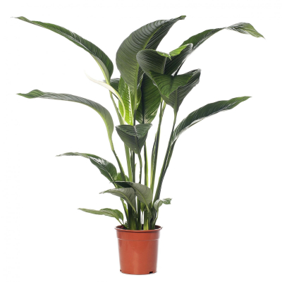 Изображение товара Спатифиллум Orangery spathiph. Sensation 24/150