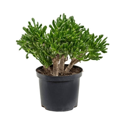 Изображение товара Крассула crassula ovata horntree 23/50