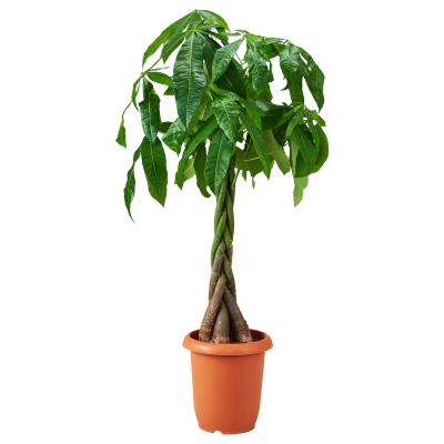 Изображение товара Пахира Orangery pachyra aquatica 17/70