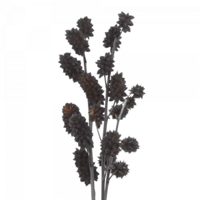 Изображение товара Сухоцветы Donna Flor солодка черный 3 ветки 60 см для декора интерьера