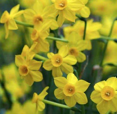 Изображение товара Луковицы Нарцисс more & more 10 шт для многолетнего цветения