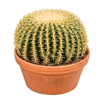 Изображение товара Эхинокактус echinocactus brevispina 40 45 см цветущий кактус из Нидерландов