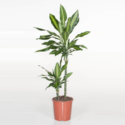 Изображение товара Драцена Orangery drac.fr. Cintho 31/150 branch