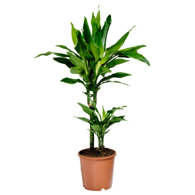 Изображение товара Драцена Orangery dracaena janet lind 31/160 vert