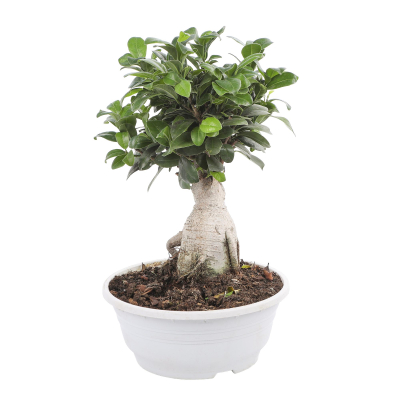 Изображение товара Фикус Orangery ficus ginseng 21/50fp - декоративное лиственное растение для дома и офиса