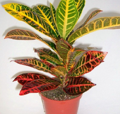 Изображение товара Кодиеум Orangery codiaeum Petra 13/40 - декоративное лиственное растение в горшке 13 см